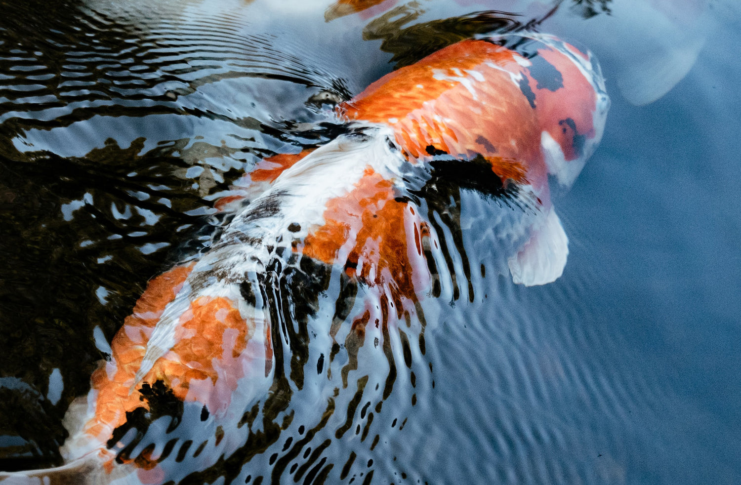 Poisson Koi qui montre une eau claire dans l'étang grâce à une bonne filtration