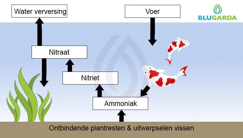 Werking ecosysteem vijver